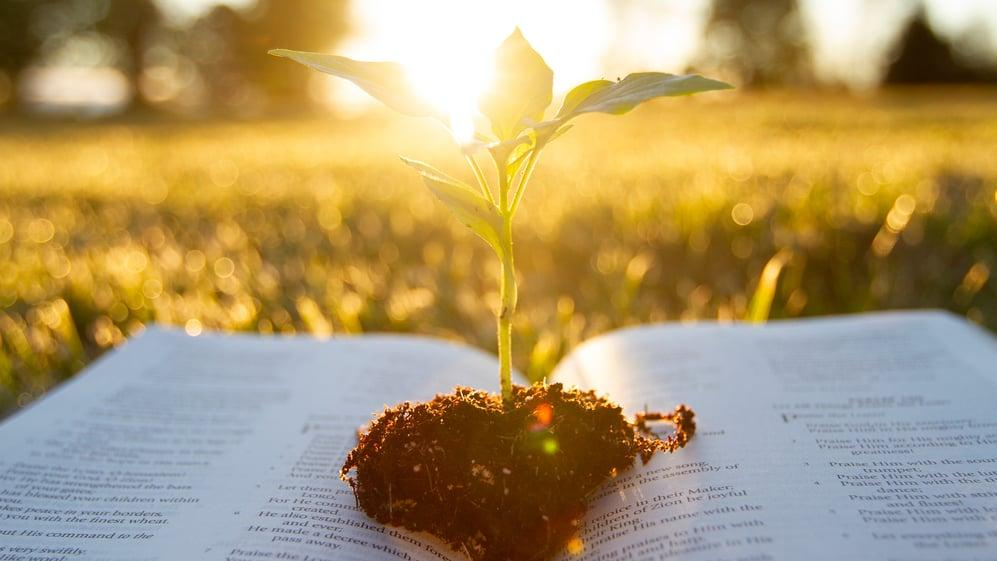 Daily Bible Verse for Patience in a Long Waiting Season